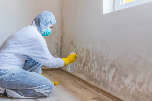 Licensed Mold Cleanup service in Oakdale, PA - WQB Mold Removal